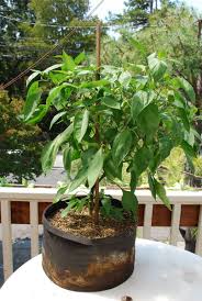 Fertilizing Container Vegetables