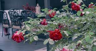 Rose Bush Stock Footage Royalty