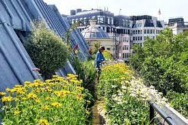 How Rooftop Gardens Became A