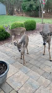 Deer Stop For A Bite Of Breakfast Usa