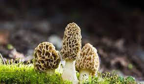 How To Grow Morel Mushrooms In