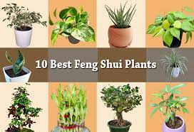 Feng Shui Plants 10 Plants To Bring