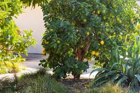 How To Grow Anywhere Meyer Lemon Tree