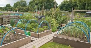 How To Plan A Vegetable Garden
