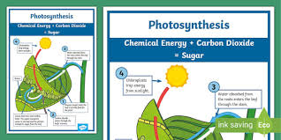 Photosynthesis Leaf Poster Primary