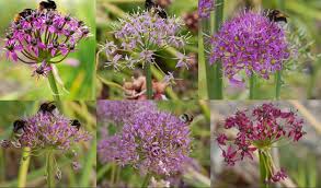 Edimentals Perennial Vegetables