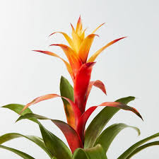 The Easiest Indoor Plants That Thrive