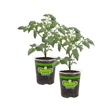 19 3 Oz Husky Cherry Tomato Plant