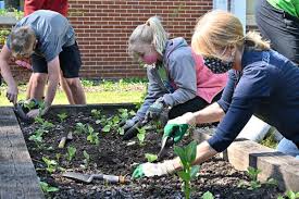 School Gardens Aren T All Withering And