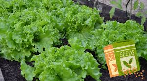 Greenhouse Growing Lettuce