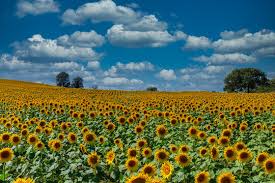 Kansas Sunflower Images Browse 1 010