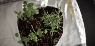 Grow An Herb Garden Crafts For Kids