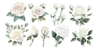 White Rose Vectors Ilrations For