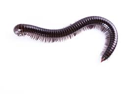 A2z Pest Control Centipedes Millipedes