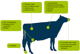 Mycotoxins In Dairy Cows A Menace To