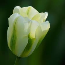 Spring Green Tulip Late Tulip Bulbs