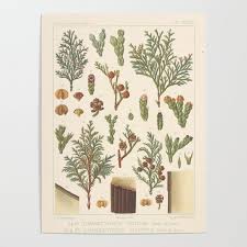 Botanical Cedar Poster By Blue Specs