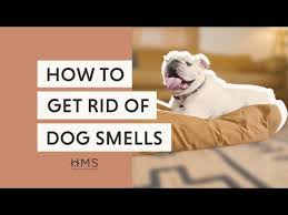 14 Ways To Get Rid Of The Dog Smell In