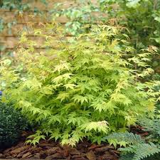 Buy Acer Palmatum Orange Dream