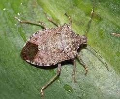 Stink Bugs How To Identify And Control