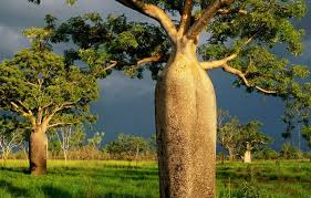 The Australian Boab Tree News Plants