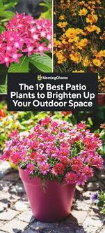 The 19 Best Patio Plants To Brighten Up