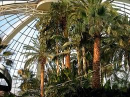 Indoor Palms Indoor Palm Trees Palm Trees