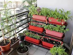 Terrace Kitchen Veg Garden At Rs 500 Sq