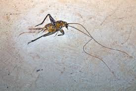 Fossil Cricket Stock Image C037