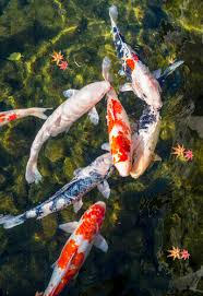 Balanced Fish Population In Your Pond