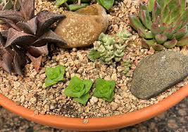 Succulent Bowls Step By Step Backbone