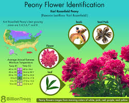 Peony Flower How To Identify Care