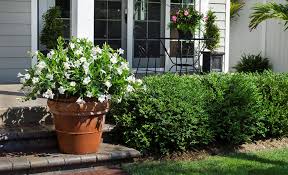 Best Shrubs For Your Garden The Home