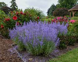 Low Maintenance Plants For Landscaping