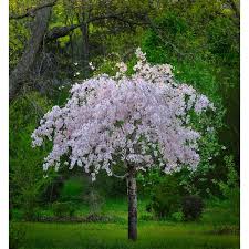 Pink Shower Weeping Cherry Tree