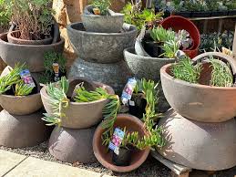 Pots Serenity Nursery Est 1997