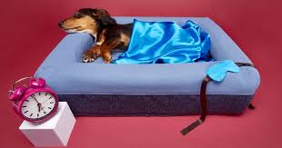 14 Very Best Dog Beds 2024 The Strategist