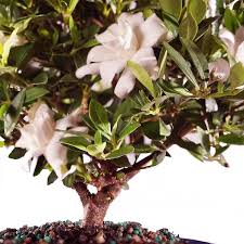 Brussel S Bonsai Gardenia Bonsai Tree