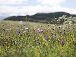 Wildflower Meadows Are The Most Labour