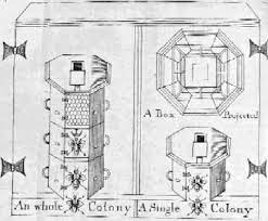 Hexagonal Hive