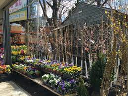 Where To Buy Plants In Brooklyn Bklyner