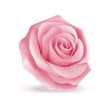 Elegant Feminine Pink Rose Flower Bud