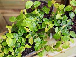 Non Flowering Climbers Plants O
