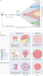 spatial biology of cancer evolution