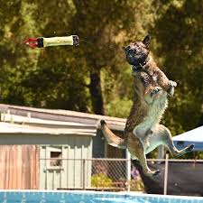 ids dock diving international dog sports