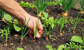 Perenniual Garden Weeds