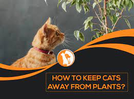 How To Keep Cats Away From Plants