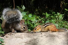 Gray Squirrel And Chipmunk Feeding
