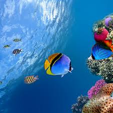 Ocean Fish Live Wallpaper Baixar Apk