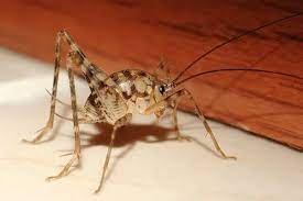 These Scary Looking Spider Crickets